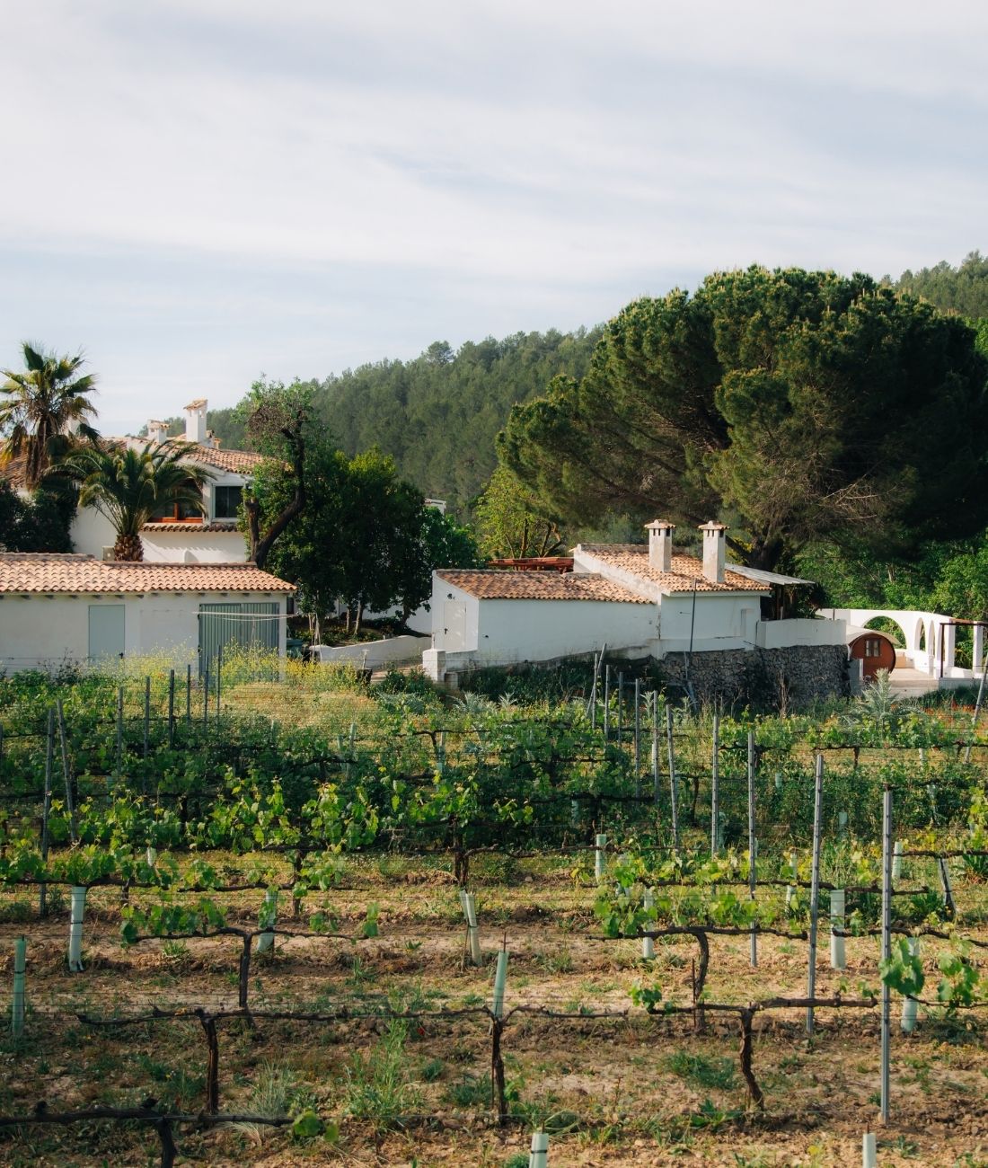 La Finca — 5
