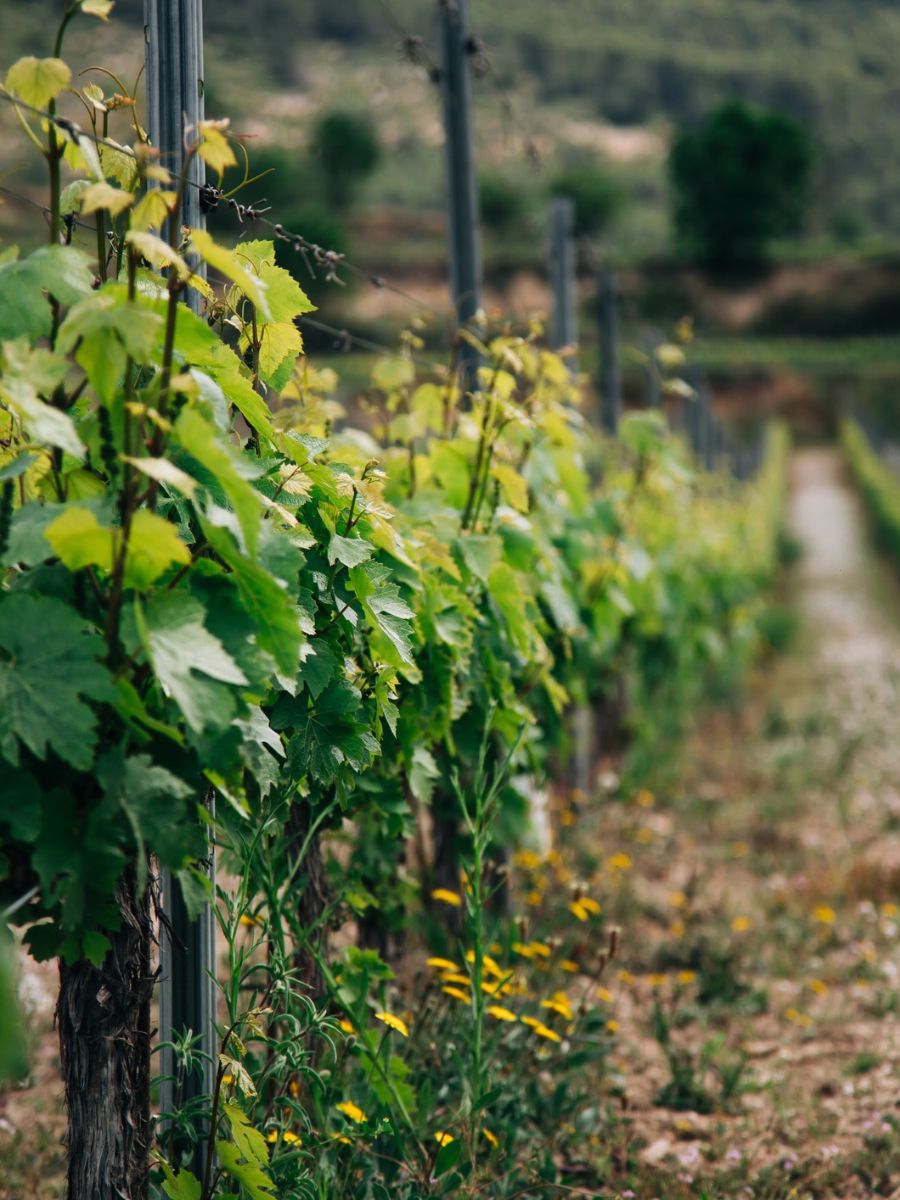 Wine tastings — 6